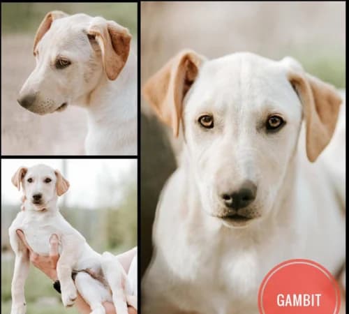 Gambit, female puppy mixed breed for adoption at Animalisti Verona ODV, Verona