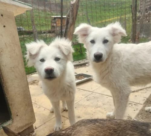 Pastorini, male puppy mixed breed for adoption at Animalisti Verona ODV, Verona