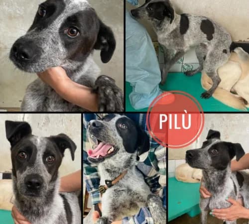 Pilù, male 3yo mixed breed for adoption at Animalisti Verona ODV, Verona