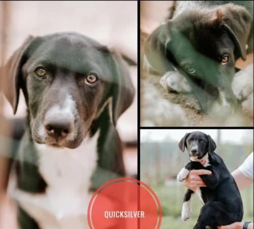 Quicksilver, female puppy mixed breed for adoption at Animalisti Verona ODV, Verona