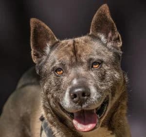 Aron, Mixed Breed for adoption at APAR ODV – Canile di Busto