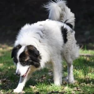 Ciro, Mixed Breed for adoption at APAR ODV – Canile di Busto