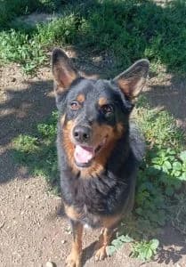Gin, Mixed Breed for adoption at APAR ODV – Canile di Busto