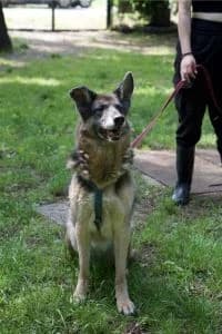 Grace, Mixed Breed for adoption at APAR ODV – Canile di Busto