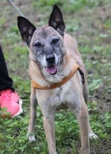 Kikka, Mixed Breed for adoption at APAR ODV – Canile di Busto