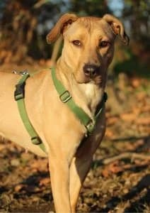 Layla, Mixed Breed for adoption at APAR ODV – Canile di Busto