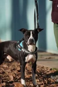 Locky, Mixed Breed for adoption at APAR ODV – Canile di Busto