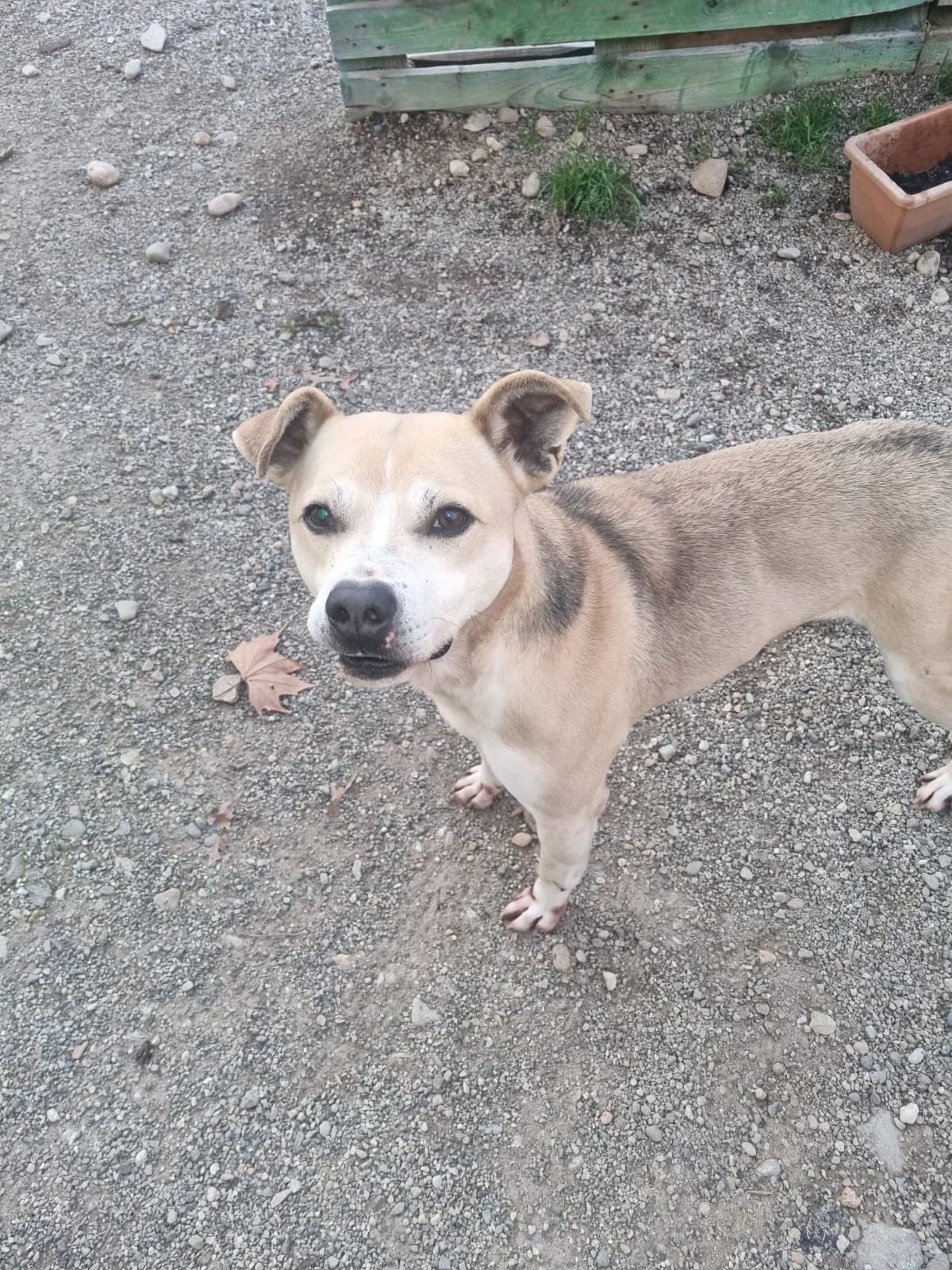 Moody, mixed breed for adoption at APAR ODV – Canile di Busto