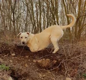 Ricky, Mixed Breed for adoption at APAR ODV – Canile di Busto