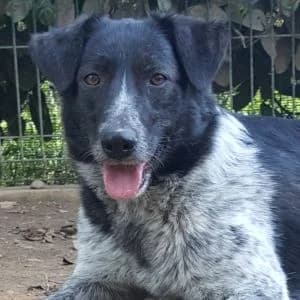 Thelma, Mixed Breed for adoption at APAR ODV – Canile di Busto