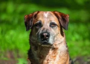 Timo, Mixed Breed for adoption at APAR ODV – Canile di Busto