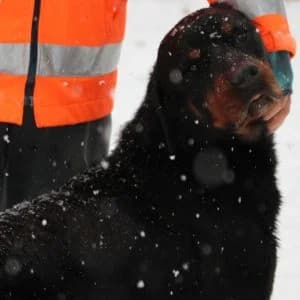 Zeus, Mixed Breed for adoption at APAR ODV – Canile di Busto