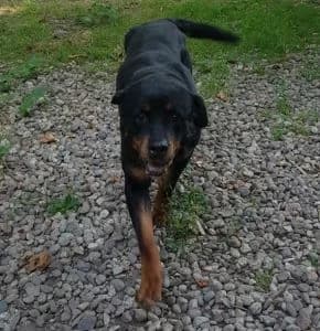 Zoe, Mixed Breed for adoption at APAR ODV – Canile di Busto