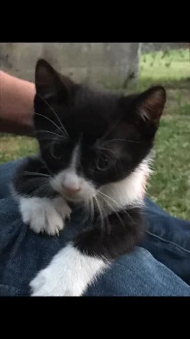 Adozione a Camisano, Mixed Breed for adoption at A Rischio Gatti ODV, Sicilia