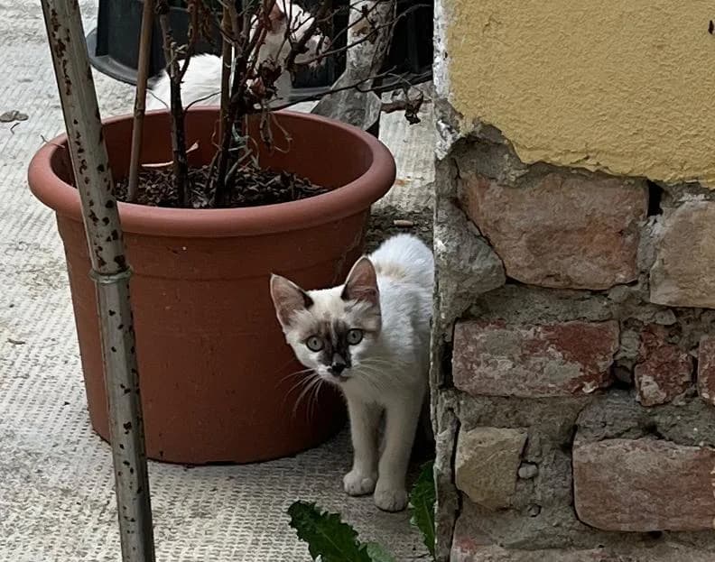Adozione a Postino, Mixed Breed for adoption at A Rischio Gatti ODV, Sicilia