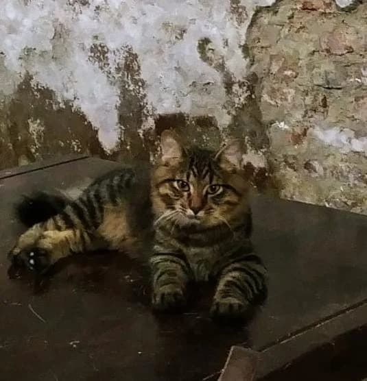 Adozione a Soncino, Mixed Breed for adoption at A Rischio Gatti ODV, Sicilia