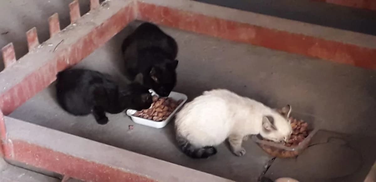 Adozione a Torre Pallavicina, puppy Mixed Breed for adoption at A Rischio Gatti ODV, Sicilia