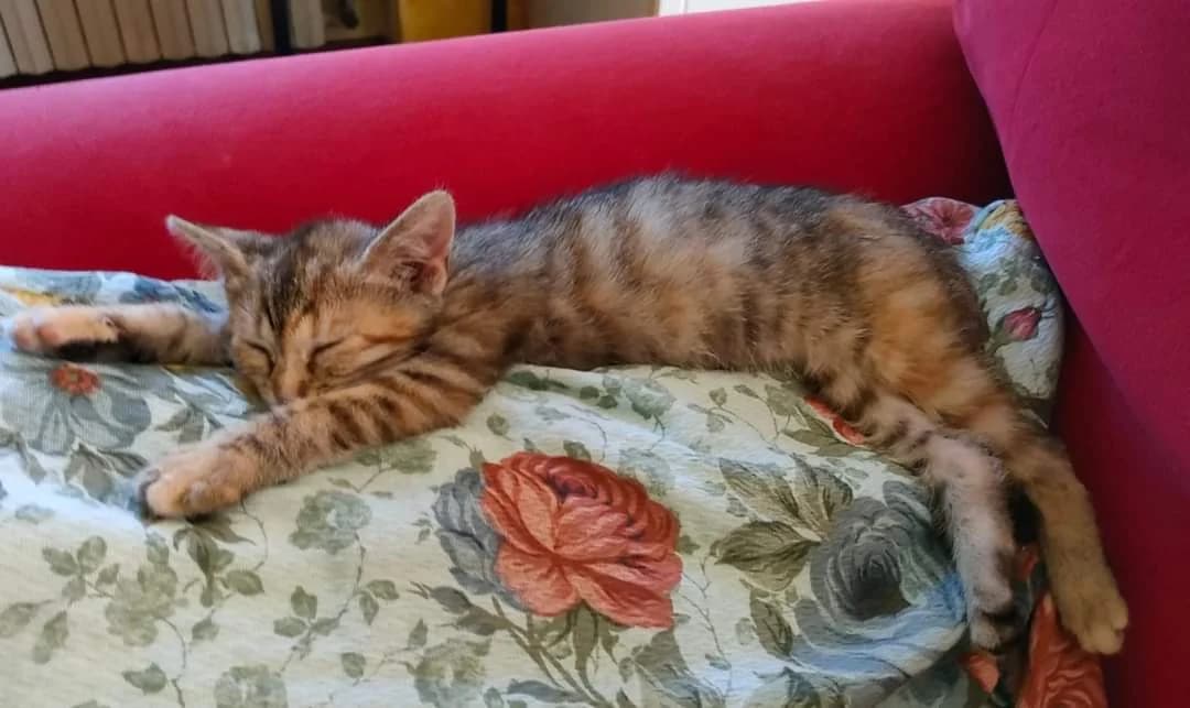 Adozione a Vailate, Mixed Breed for adoption at A Rischio Gatti ODV, Sicilia