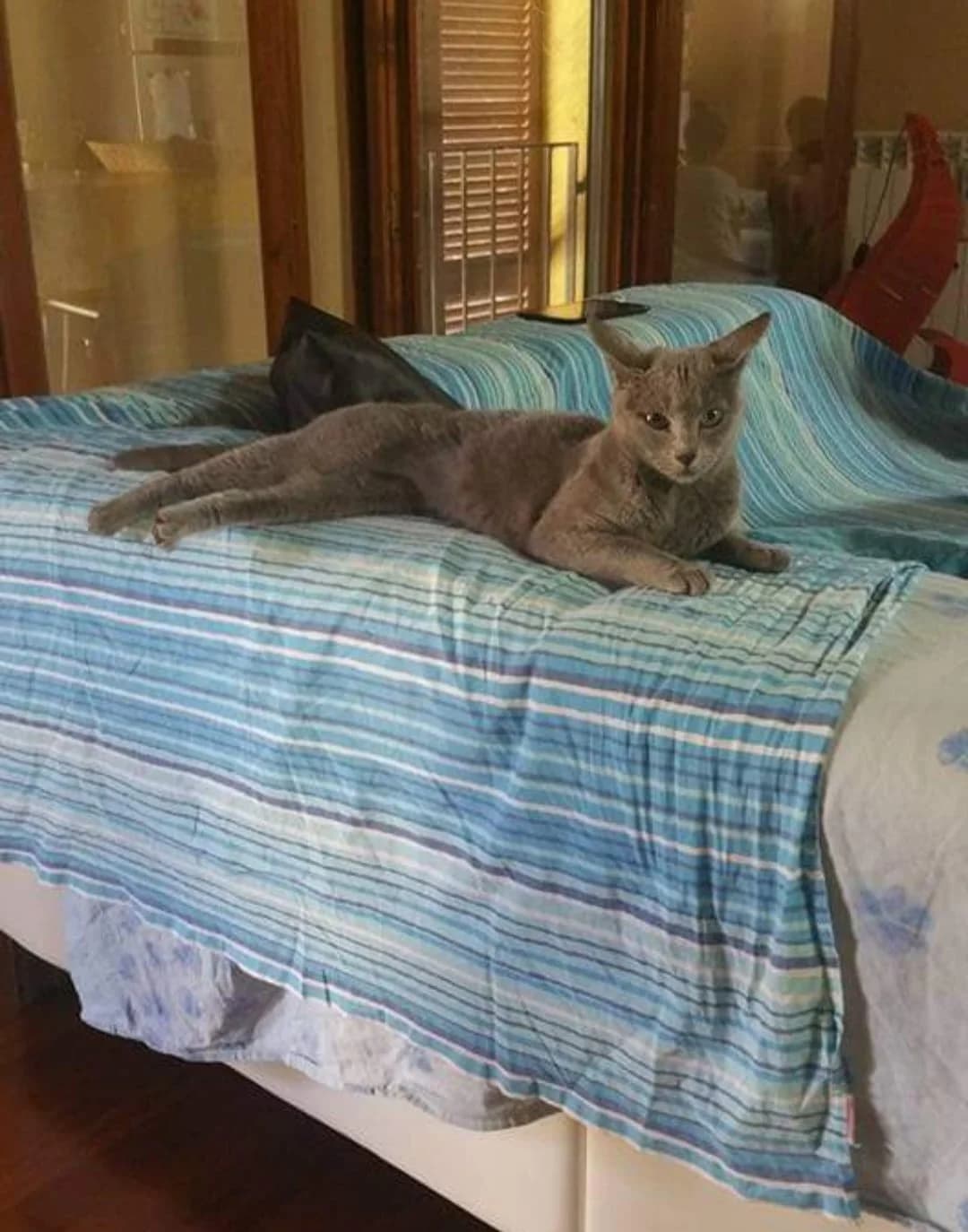 Blu di Russia, female senior Mixed Breed for adoption at A Rischio Gatti ODV, Sicilia