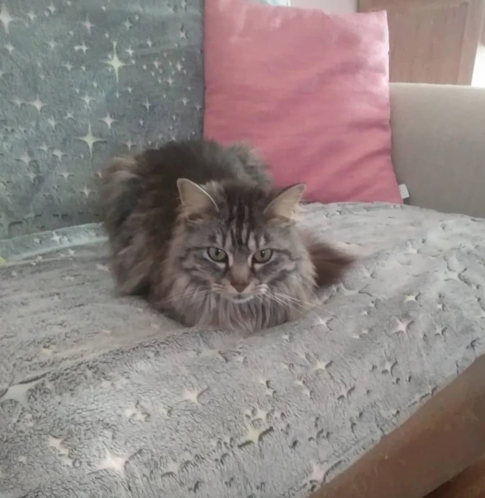 Cercasi adozione di coppia, 3yo Mixed Breed for adoption at A Rischio Gatti ODV, Sicilia
