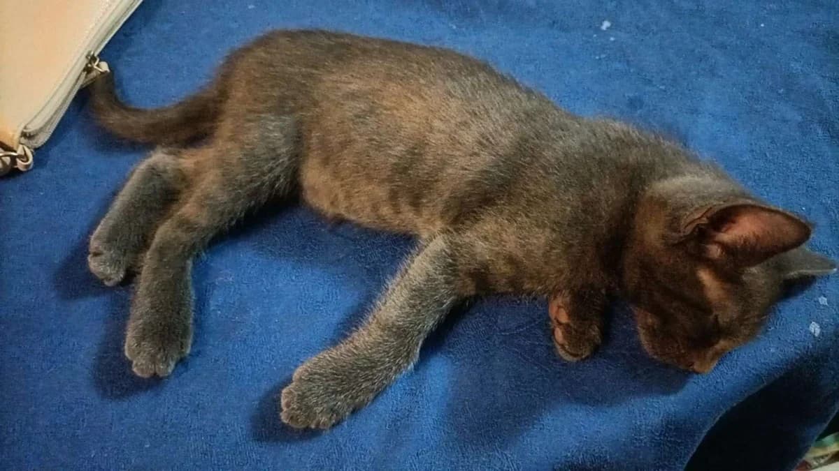 Cercasi casa!, puppy Mixed Breed for adoption at A Rischio Gatti ODV, Sicilia