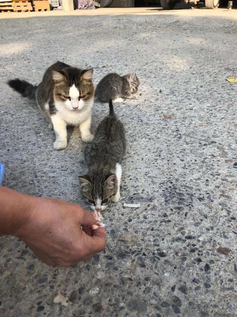 Cercasi casa urgentemente, Mixed Breed for adoption at A Rischio Gatti ODV, Sicilia