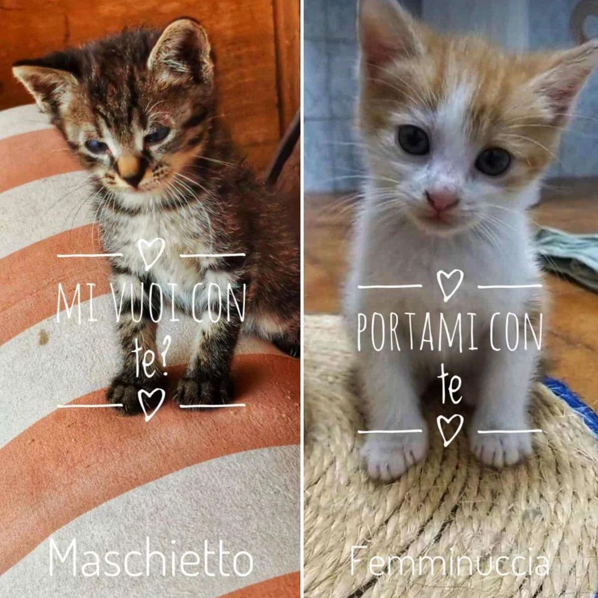 Due fratellini in cerca di casa, Mixed Breed for adoption at A Rischio Gatti ODV, Sicilia