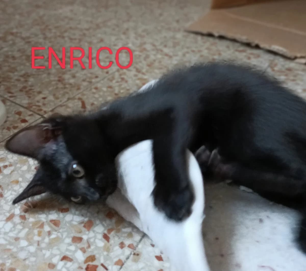 Enrico, Mixed Breed for adoption at A Rischio Gatti ODV, Sicilia