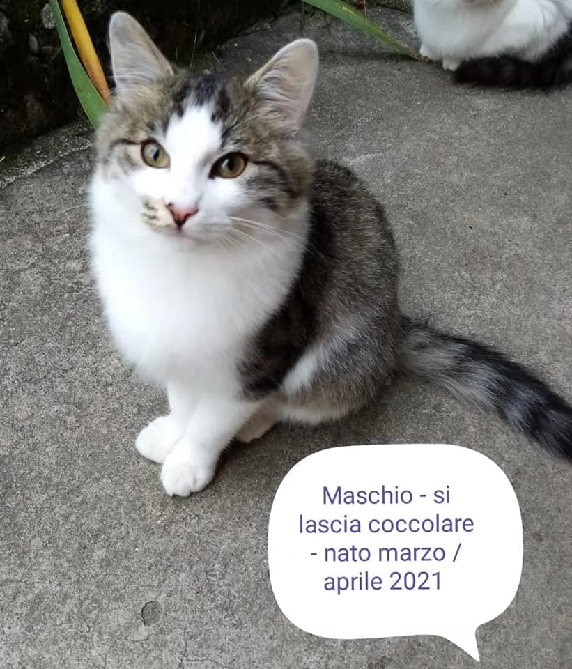 Fratelli abbandonati, Mixed Breed for adoption at A Rischio Gatti ODV, Sicilia