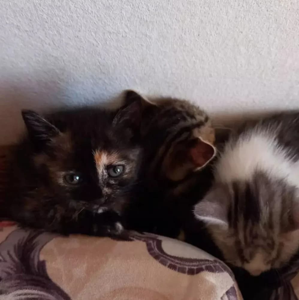 Gattini bellissimi, Mixed Breed for adoption at A Rischio Gatti ODV, Sicilia
