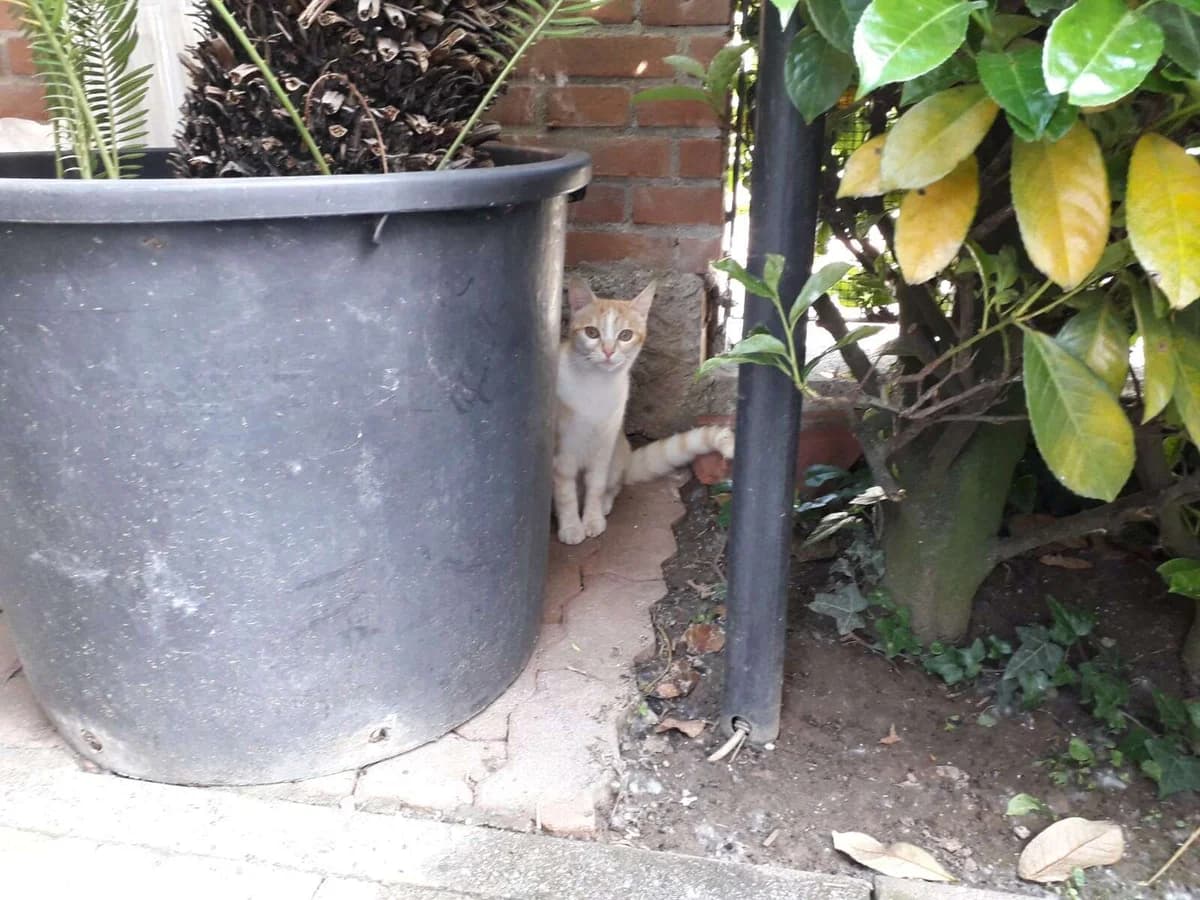 Gattino in cerca di casa, Mixed Breed for adoption at A Rischio Gatti ODV, Sicilia