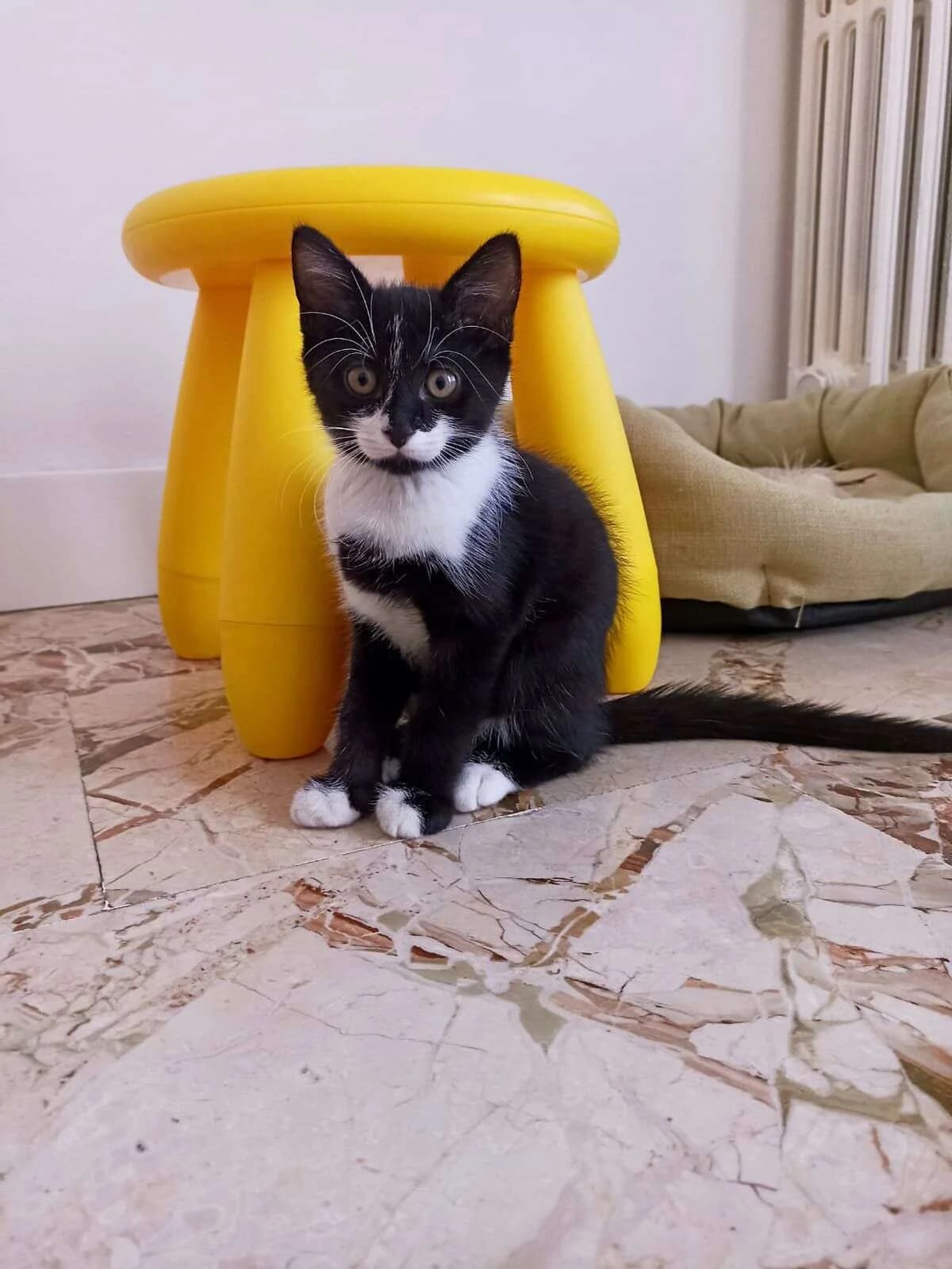 Gattino maschio, puppy Mixed Breed for adoption at A Rischio Gatti ODV, Sicilia