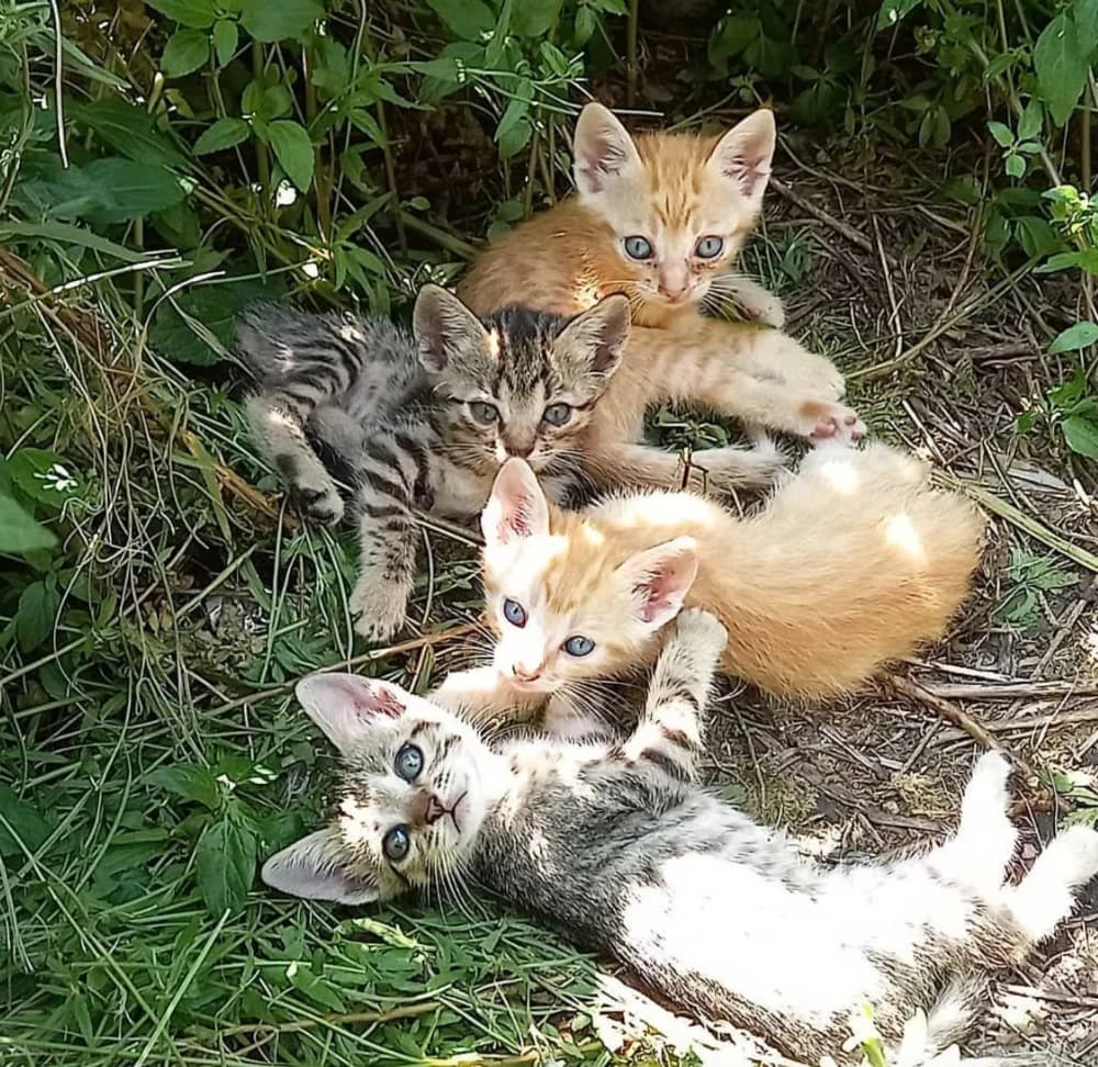 In cerca di casa, Mixed Breed for adoption at A Rischio Gatti ODV, Sicilia
