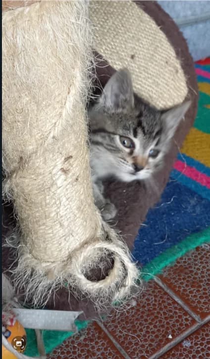 Maschio e Femmina, Mixed Breed for adoption at A Rischio Gatti ODV, Sicilia