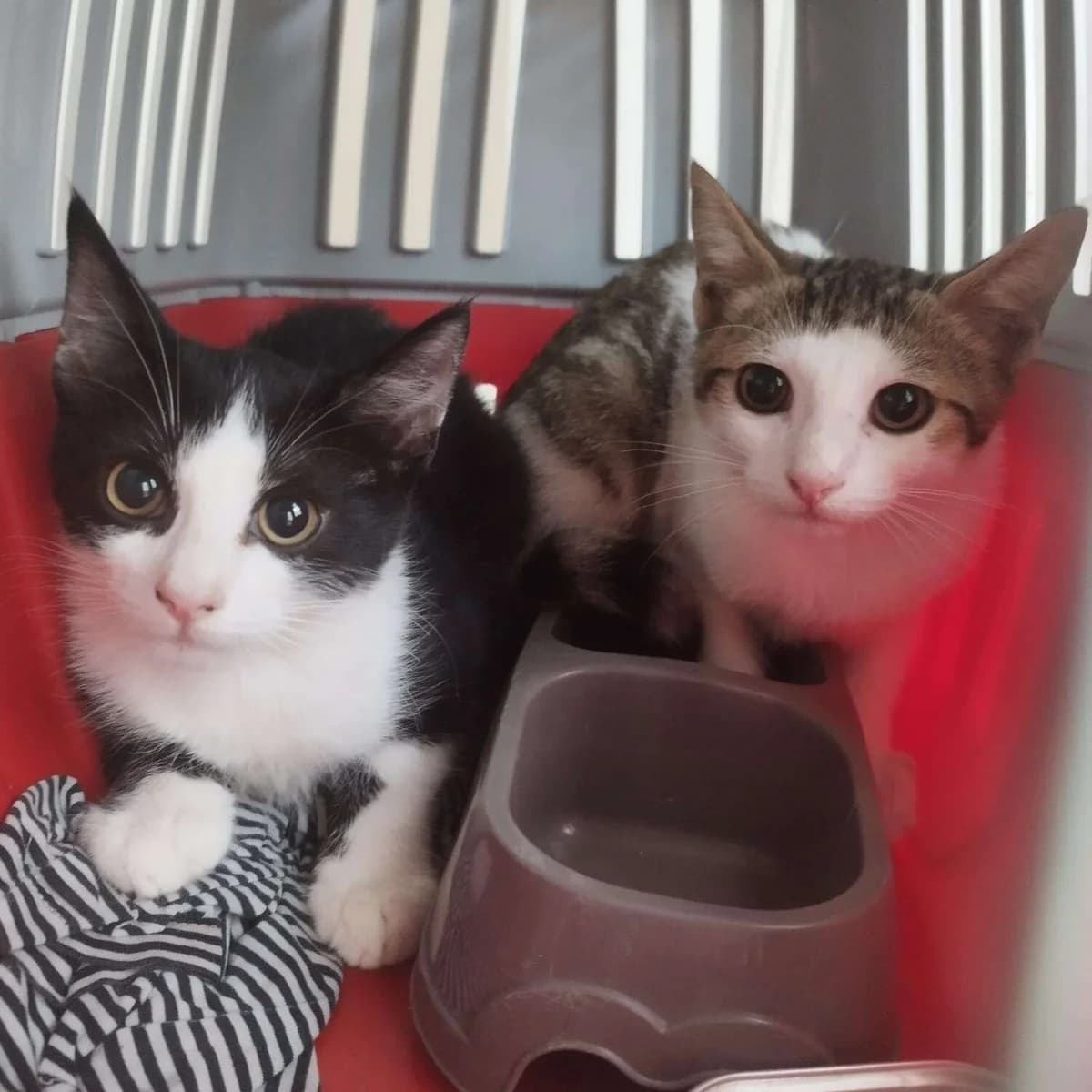 Micetti in cerca di casa, Mixed Breed for adoption at A Rischio Gatti ODV, Sicilia