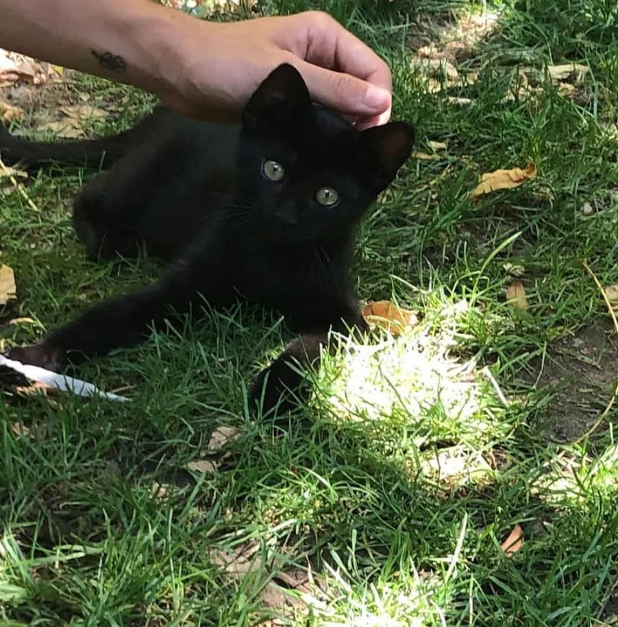 Micino nero in cerca di casa, male Mixed Breed for adoption at A Rischio Gatti ODV, Sicilia