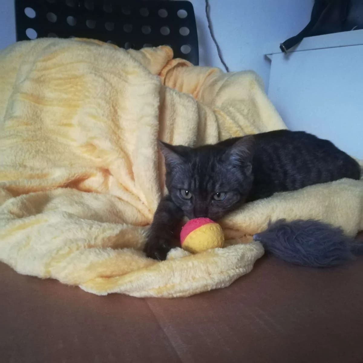 Mina, puppy Mixed Breed for adoption at A Rischio Gatti ODV, Sicilia