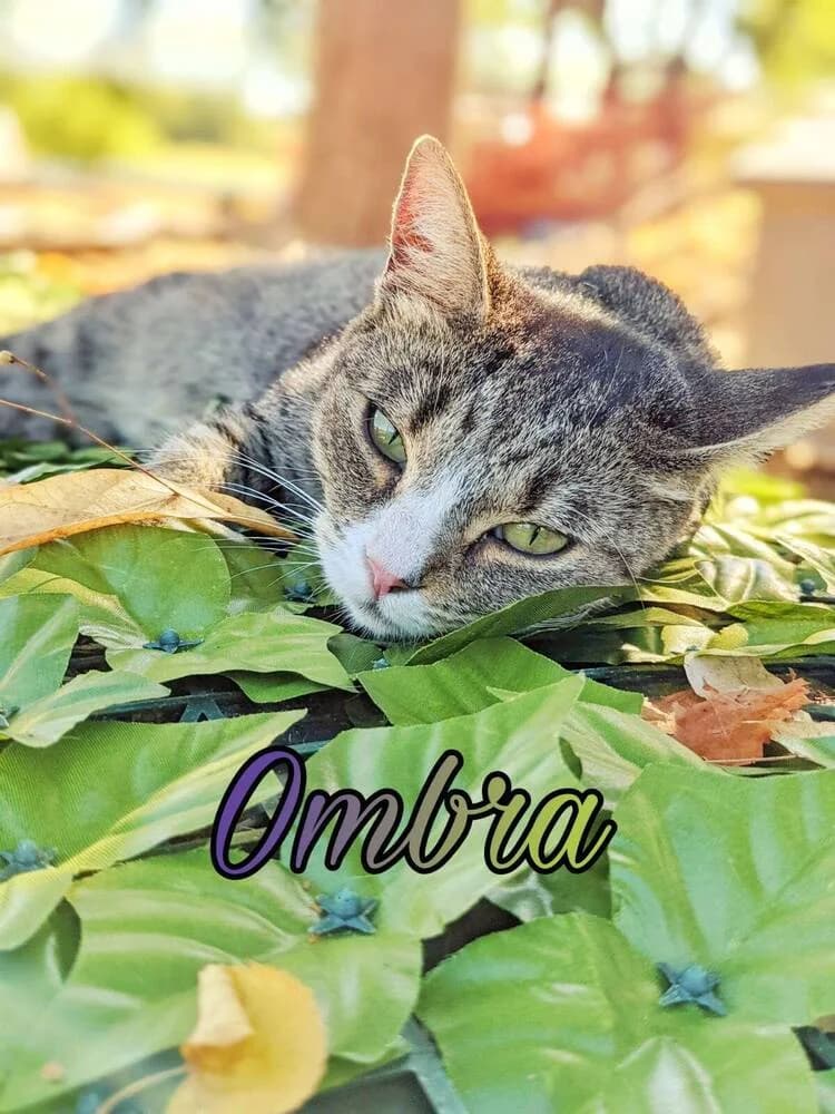 Ombra, female Mixed Breed for adoption at A Rischio Gatti ODV, Sicilia
