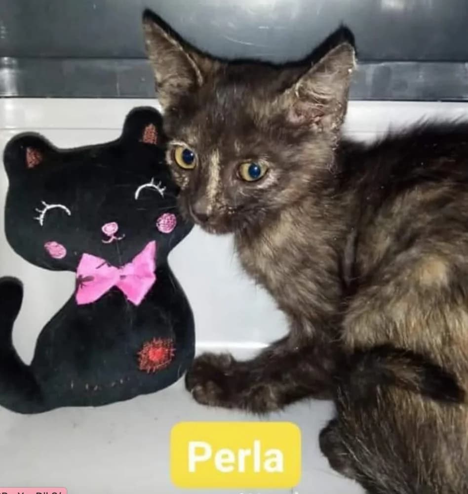 Perla e Sissi, Mixed Breed for adoption at A Rischio Gatti ODV, Sicilia
