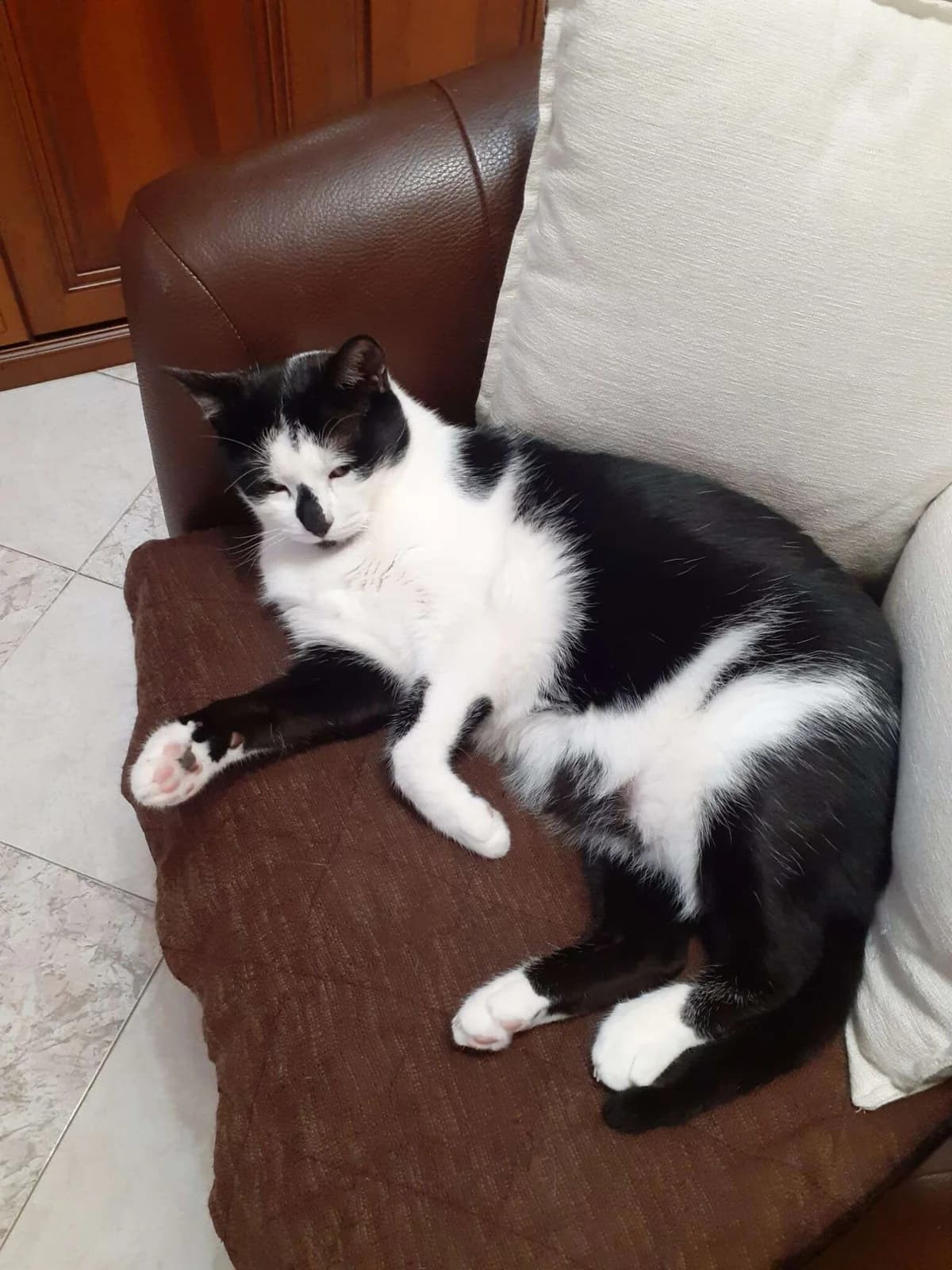Romeo e Milki, senior Mixed Breed for adoption at A Rischio Gatti ODV, Sicilia