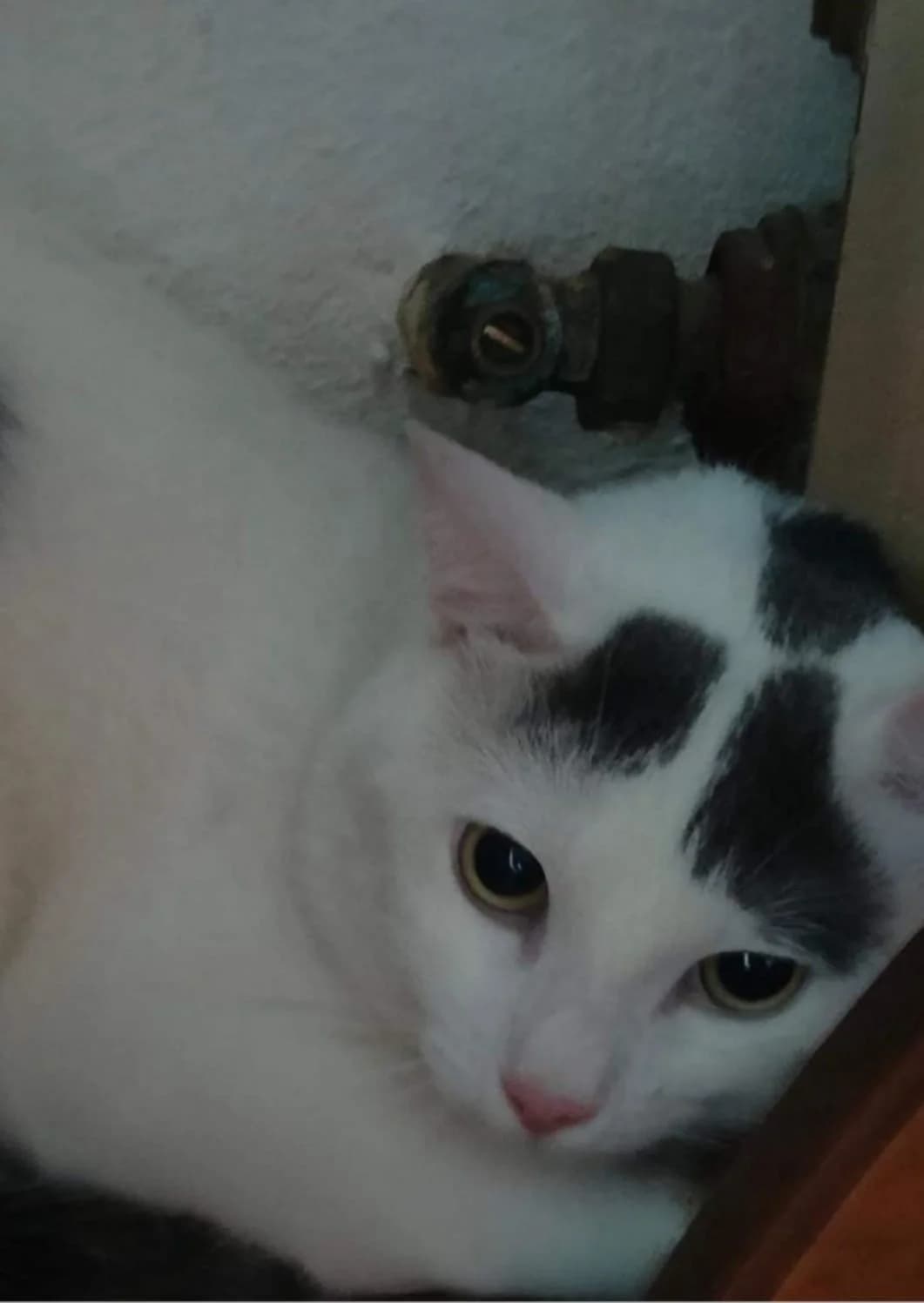 Ronnie, Mixed Breed for adoption at A Rischio Gatti ODV, Sicilia