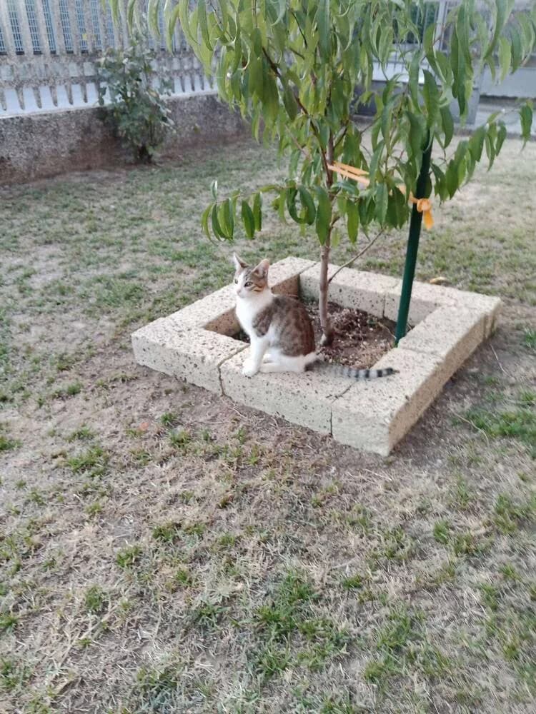 Tre gattine in cerca di casa, Mixed Breed for adoption at A Rischio Gatti ODV, Sicilia
