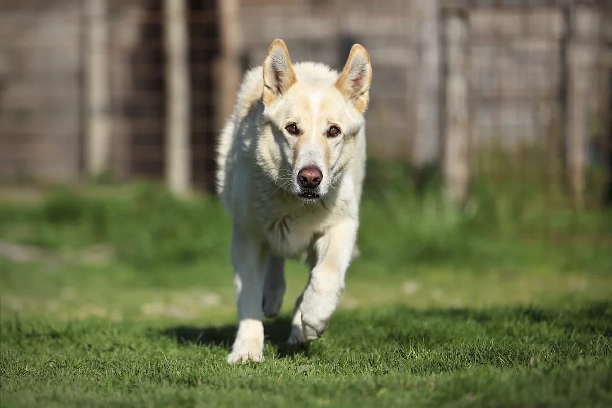 Danny, female 7yo Mixed Breed for adoption at A.S.P.A. Onlus