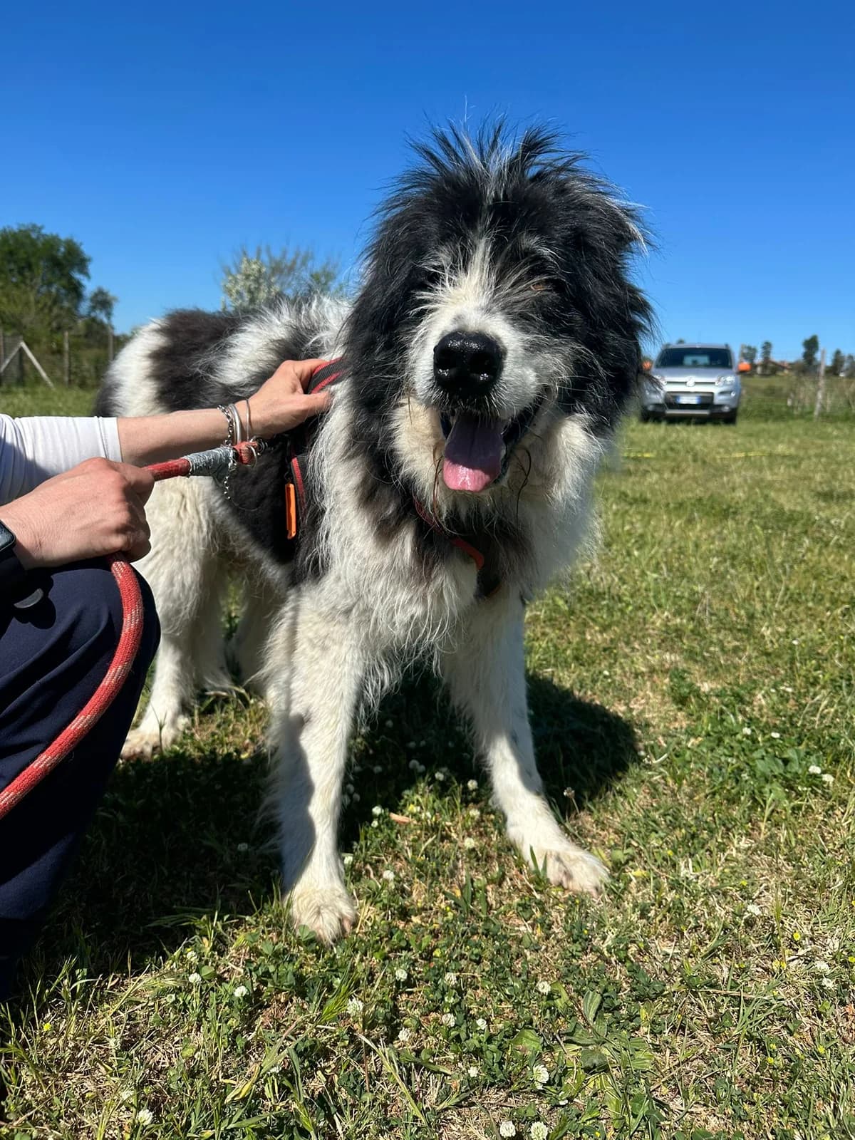 Spyke, 4yo Mixed Breed for adoption at A.S.P.A. Onlus