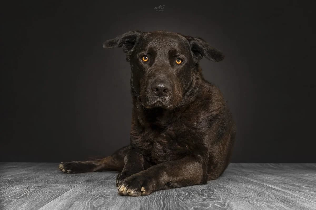 Thiago, Mixed Breed for adoption at A.S.P.A. Onlus