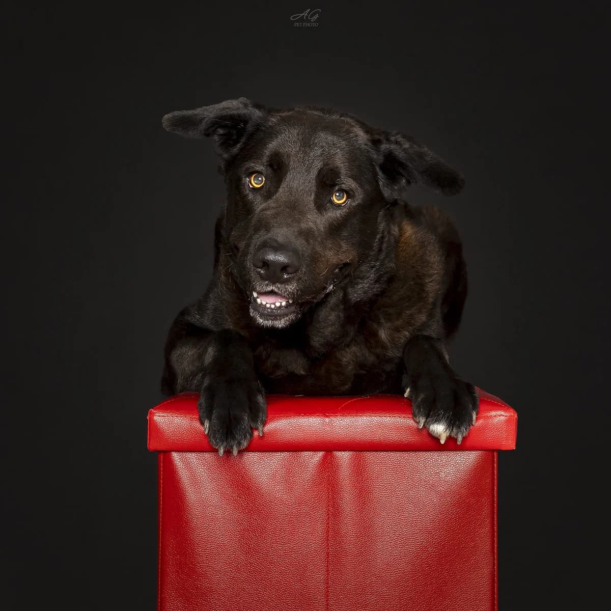 Thiago, Mixed Breed for adoption at A.S.P.A. Onlus