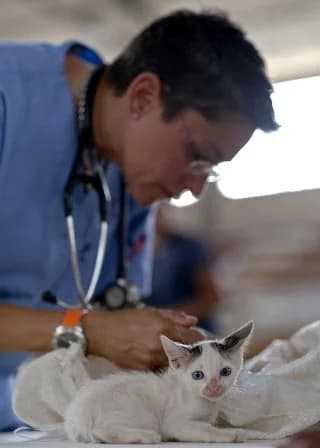 Cure veterinarie gratis, female senior Mixed Breed for adoption at Associazione Onlus Apaca