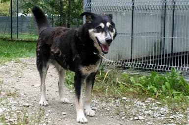 Un vero “superdog”: sopravvive a torsione, ischemia e seminoma, senior Mixed Breed for adoption at Associazione Onlus Apaca