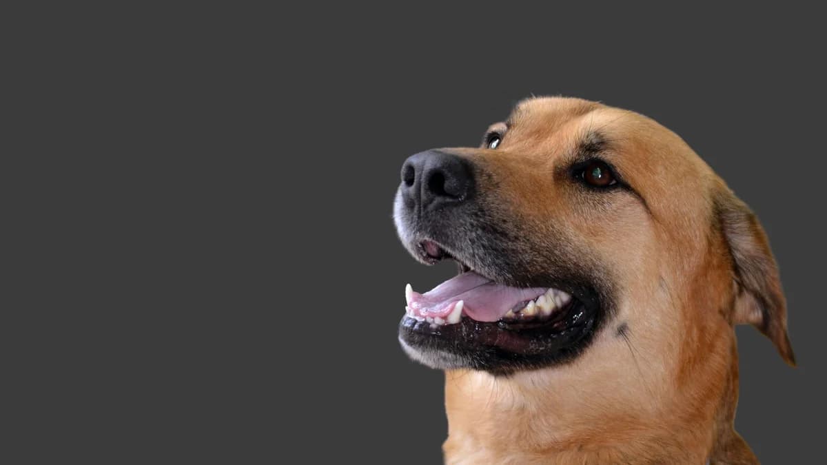 Quando l’, Mixed Breed for adoption at Associazione Onlus Apaca