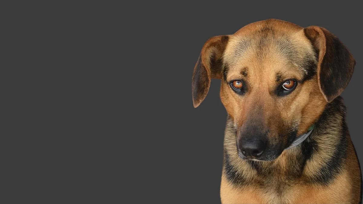 Due muscoli in più per fare tenerezza, Mixed Breed for adoption at Associazione Onlus Apaca